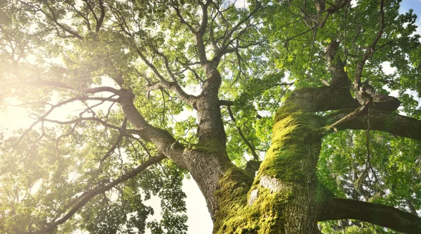 Bespoke hardwood flooring sustainable