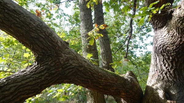 Sustainable bespoke hardwood flooring